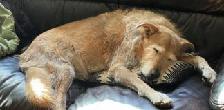 dog sleeping on the couch