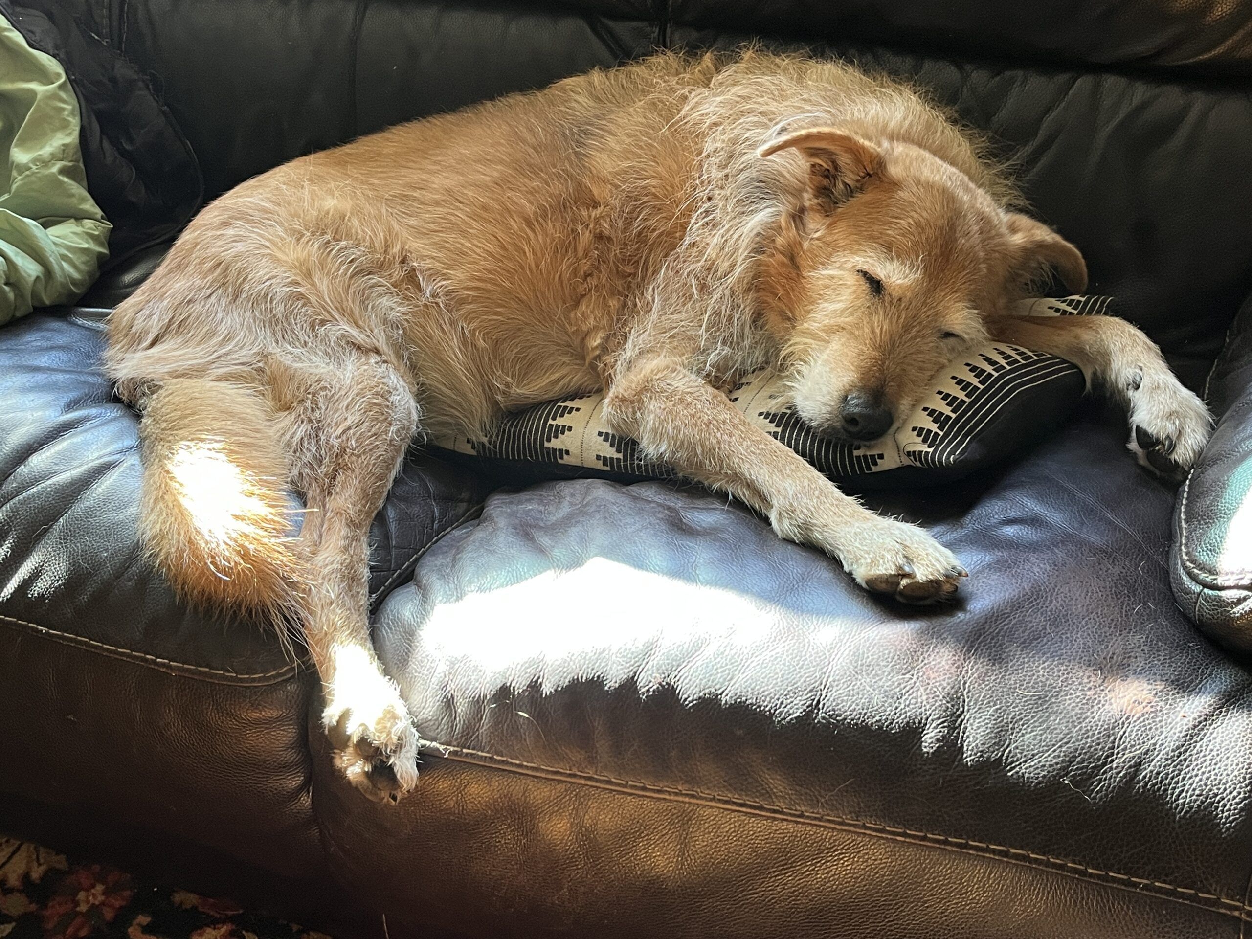 Dog sleeps on deals couch at night