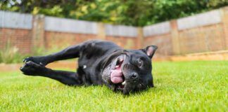 Staffordshire Bull Terrier dog lying on his side on grass smiling, looking at the camera taken at ground level. He is looking at the camera.