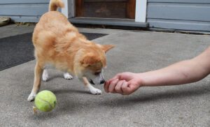 trading with a dog