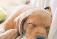 Close-up of puppy’s nose