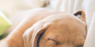 Close-up of puppy’s nose