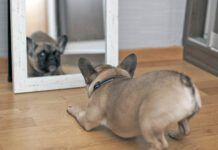 Puppy Facing His Reflection in the Mirror