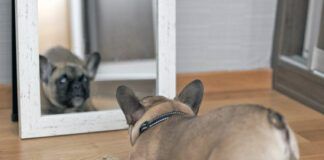 Puppy Facing His Reflection in the Mirror