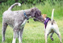 Dogs greeting each other at a dog park.