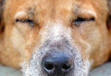 The sleeping dog's nose has a runny nose.