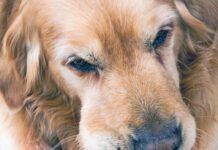 A golden retriever with a swollen mouth