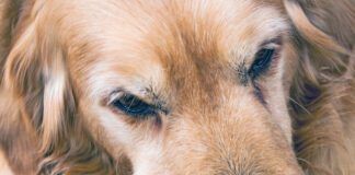 A golden retriever with a swollen mouth