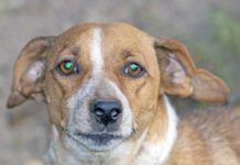 Guard brown with white spots dog. A large portrait. Sunny autumn day. Front view.