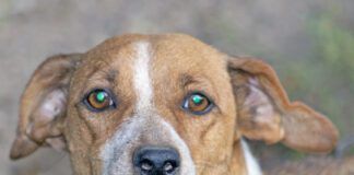 Guard brown with white spots dog. A large portrait. Sunny autumn day. Front view.