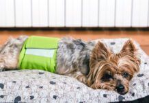 Dog in diaper. Senior Yorkshire terrier lying on his bed and wearing a diaper for urinary incontinence.