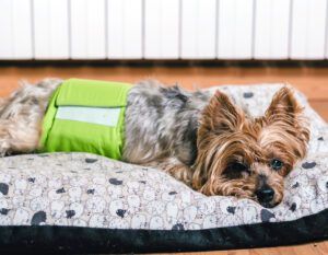 Dog in diaper. Senior Yorkshire terrier lying on his bed and wearing a diaper for urinary incontinence.