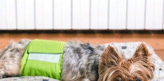 Dog in diaper. Senior Yorkshire terrier lying on his bed and wearing a diaper for urinary incontinence.