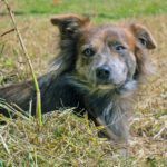 A Brown Mongrel Dog Sits on the Garden on a Cloudy Day