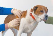 Dog skin tag removal is usually not a medical necessity unless the skin tag is on a dog's eyelid.