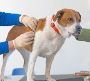 Dog skin tag removal is usually not a medical necessity unless the skin tag is on a dog's eyelid.