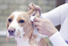 Groomer with a dog