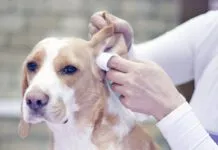 Groomer with a dog
