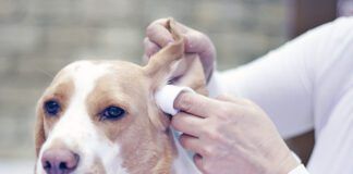 Groomer with a dog