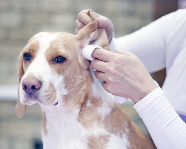 Curated visual reference: Gallery Detail: How To Clean Dog Ears At Home