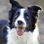 Happy Border Collie Dog Outdoors