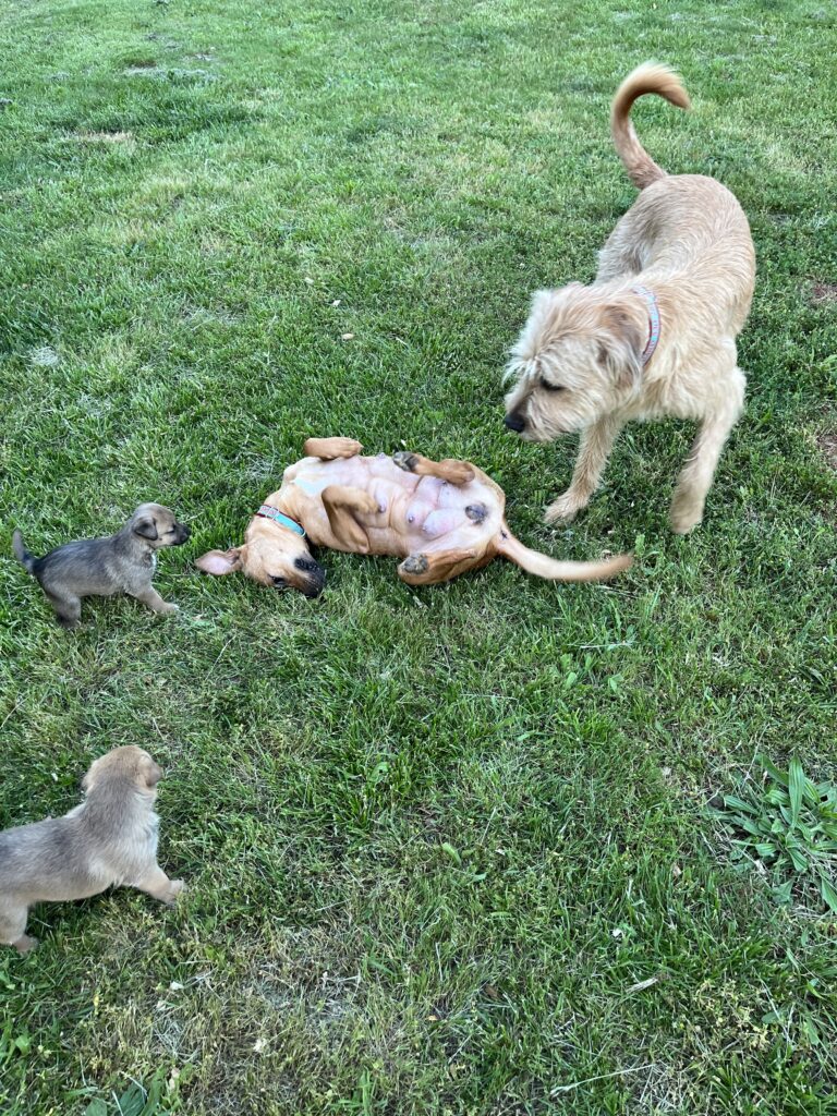 mother dog playing with puppies