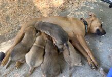 mother dog feeding puppies