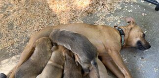 mother dog feeding puppies