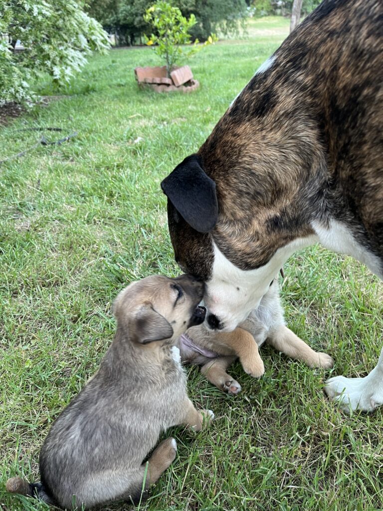 puppies playing