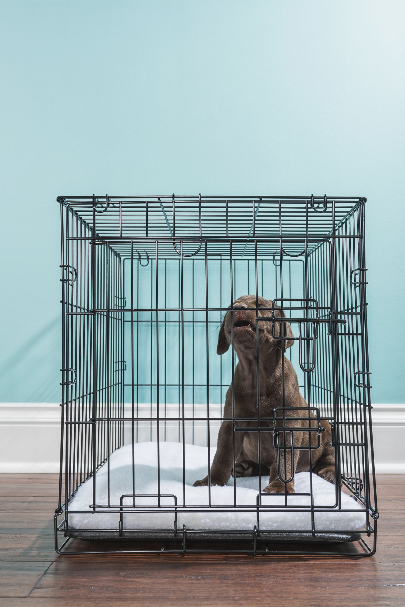 Crate Training To Keep Your Dog Content - Whole Dog Journal