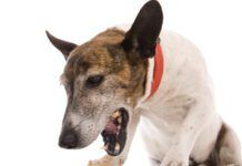 A dog coughing up white foam could be suffering from allergies or a respiratory illness.