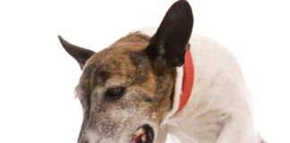 A dog coughing up white foam could be suffering from allergies or a respiratory illness.