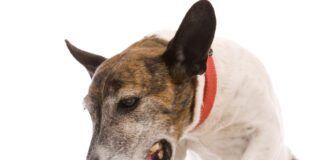 Closeup of white and brown dog with its mouth open