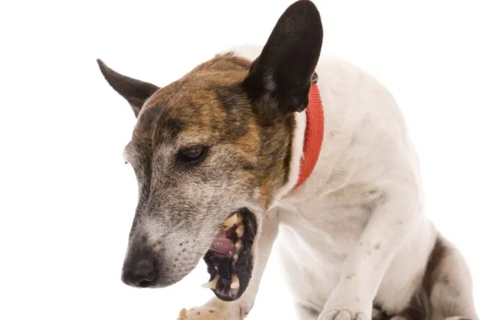 Closeup of white and brown dog with its mouth open A dog coughing up white foam could be suffering from allergies or a respiratory illness.