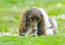 A cute English Springer Spaniel Dog, lying down in a field licking his paw surrounded by daisy flowers.