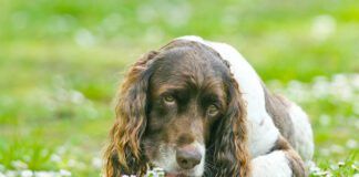 A cute English Springer Spaniel Dog, lying down in a field licking his paw surrounded by daisy flowers.