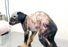 Home remedies for mange are ineffective and veterinary care is required.