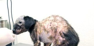 Home remedies for mange are ineffective and veterinary care is required.