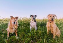 three dogs in the grass