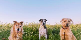 three dogs in the grass