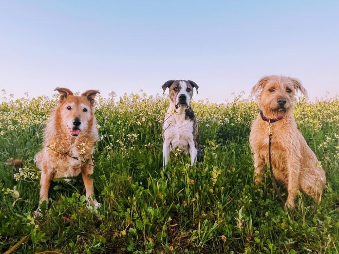 three dogs in the grass