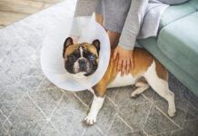 Senior dog with Elizabethan collar