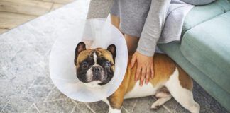 Senior dog with Elizabethan collar