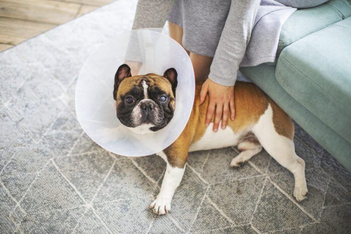 Senior dog with Elizabethan collar