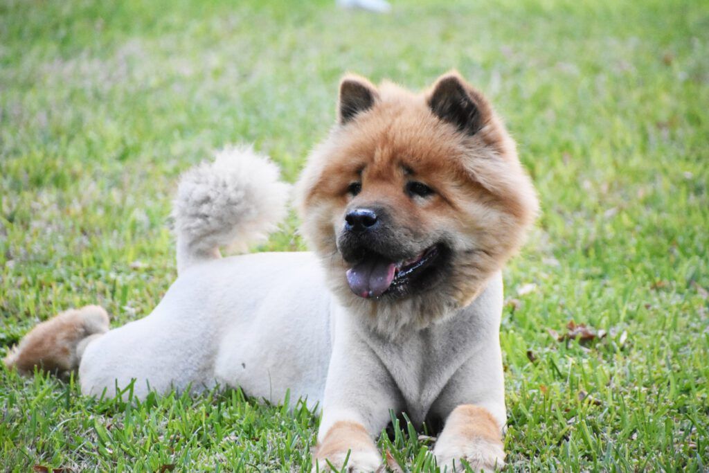 Should You Shave Your Dog Shaving Against Advice Whole Dog Journal