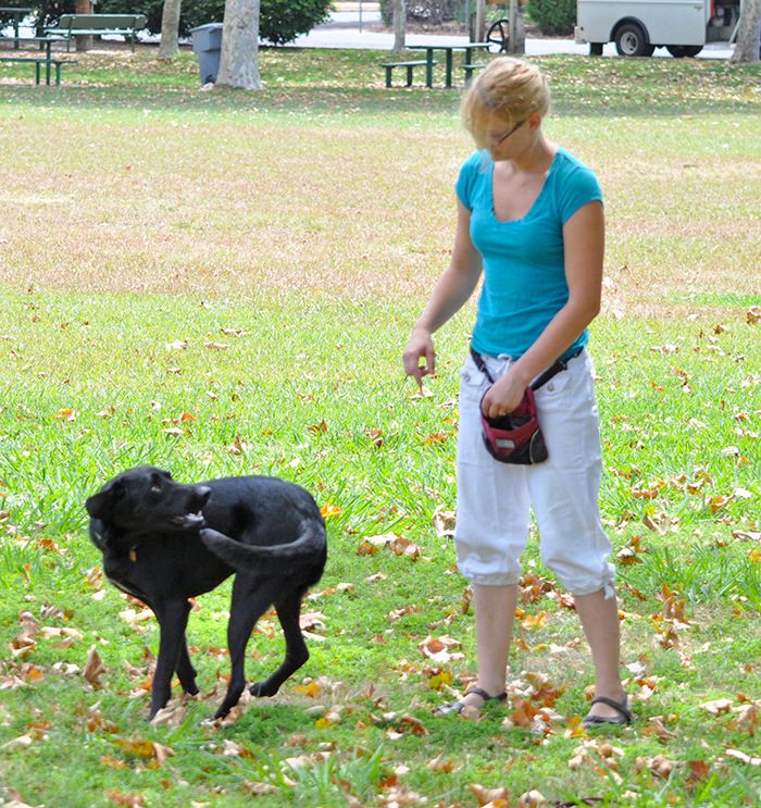 How to Teach Your Dog to Spin Whole Dog Journal