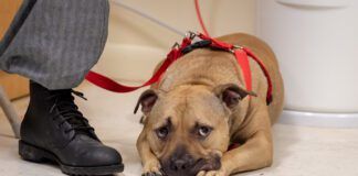 Adult tan mixed breed dog wearing a pet hardness laying on the floor looking bored