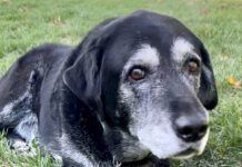 Old black Labrador