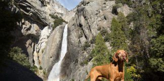 goloden dog statnding in front of waterfall in yosemite california