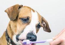 Dog and toothbrush in white background, concept of pets dental hygiene